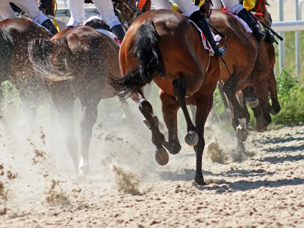 End of Horse Racing and Stabling at Alameda County Fairgrounds